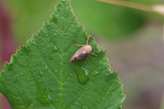 Brunotartessus fulvus