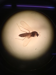 Diptera