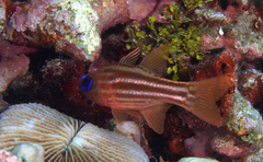 Ostorhinchus compressus