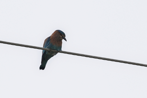 Indian Roller (Coracias benghalensis), photo 5