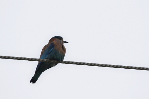 Indian Roller (Coracias benghalensis), photo 6