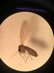 Diptera