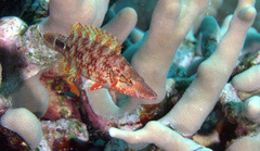 Oxycheilinus celebicus