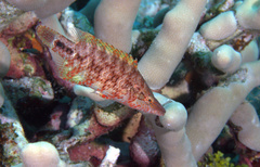 Oxycheilinus celebicus