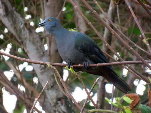 Christmas Imperial Pigeon (Ducula whartoni), photo 6