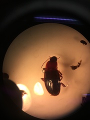 Calathus ruficollis