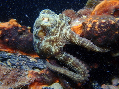 Octopus djinda