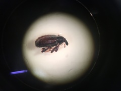 Calathus ruficollis