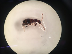 Calathus ruficollis