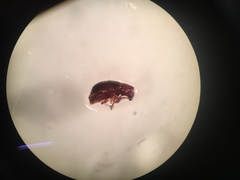 Calathus ruficollis