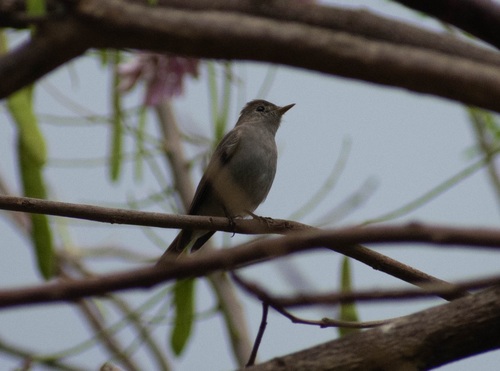Rusty-tailed Flycatcher (Ficedula ruficauda), photo 9