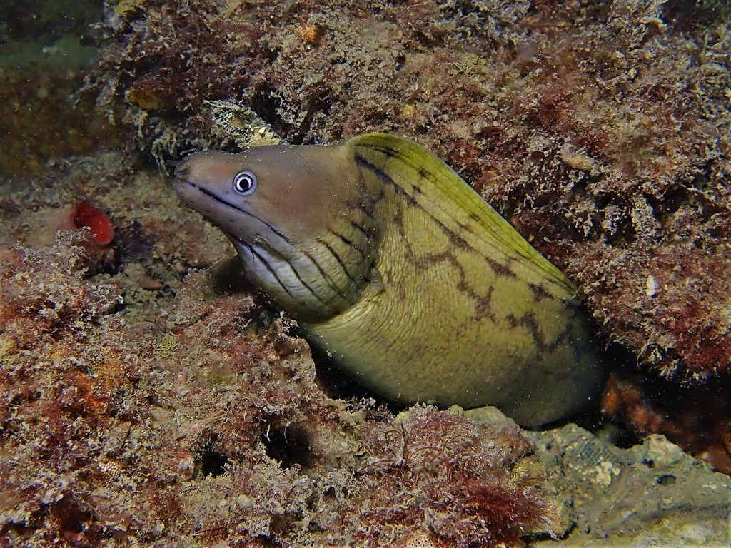 Western Moray