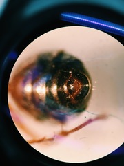 Formicidae