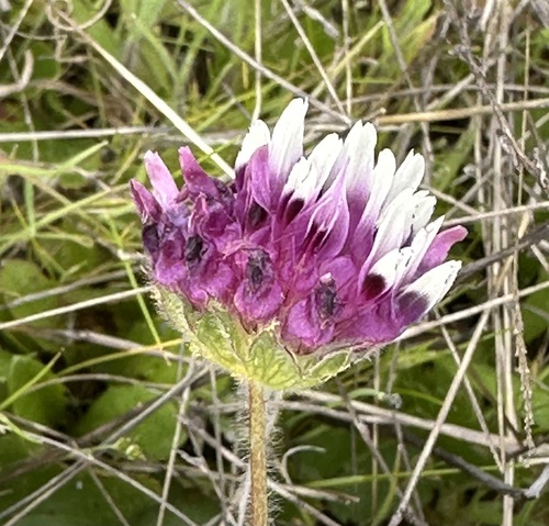 Gray's clover (Trifolium grayi)
