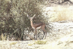 Gazella dorcas