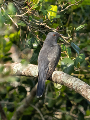 Cacomantis passerinus