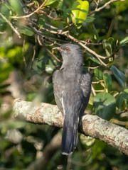Cacomantis passerinus