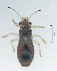 Thaumastocoris peregrinus