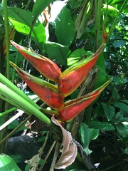 Heliconia bihai
