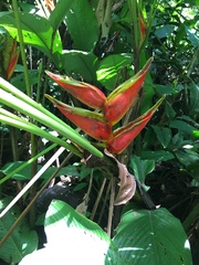 Heliconia bihai