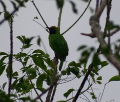 Chloropsis aurifrons