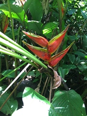 Heliconia bihai