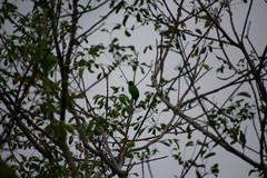 Chloropsis aurifrons