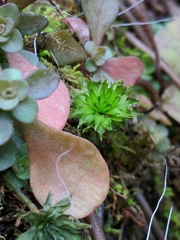 Rhodobryum