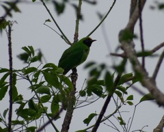 Chloropsis aurifrons