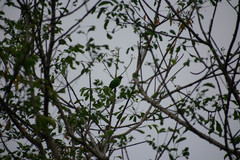 Chloropsis aurifrons