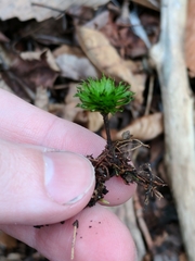 Rhodobryum