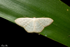 Idaea trisetata