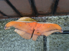 Antheraea formosana