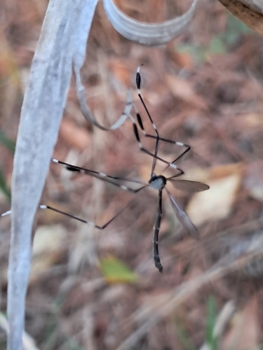 Unknown species found near Hope Mills, NC, USA