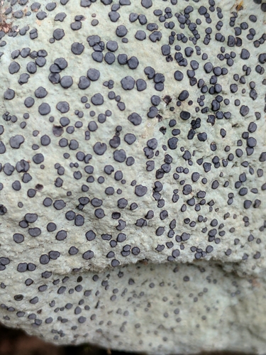 Smokey-eyed Boulder Lichen