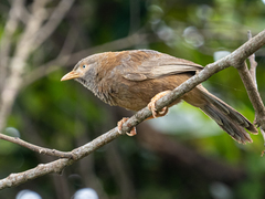 Argya affinis taprobanus