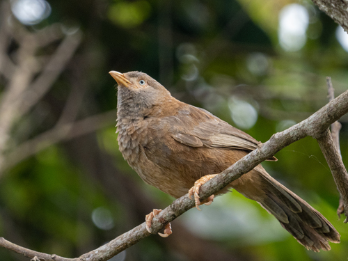 Geelsnavelbabbelaar (Argya affinis)