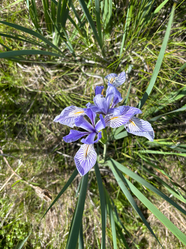 Iris longipetala, photograph 3