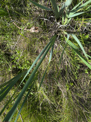 Iris longipetala, photograph 4