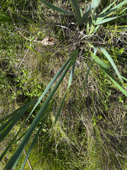 Iris longipetala, photograph (c) Nina S. Zhao, some rights reserved (CC BY)