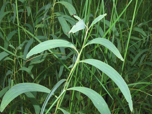 Acacia mimula observed 2026-03-08
