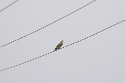 Orange-breasted Green Pigeon (Treron bicinctus)