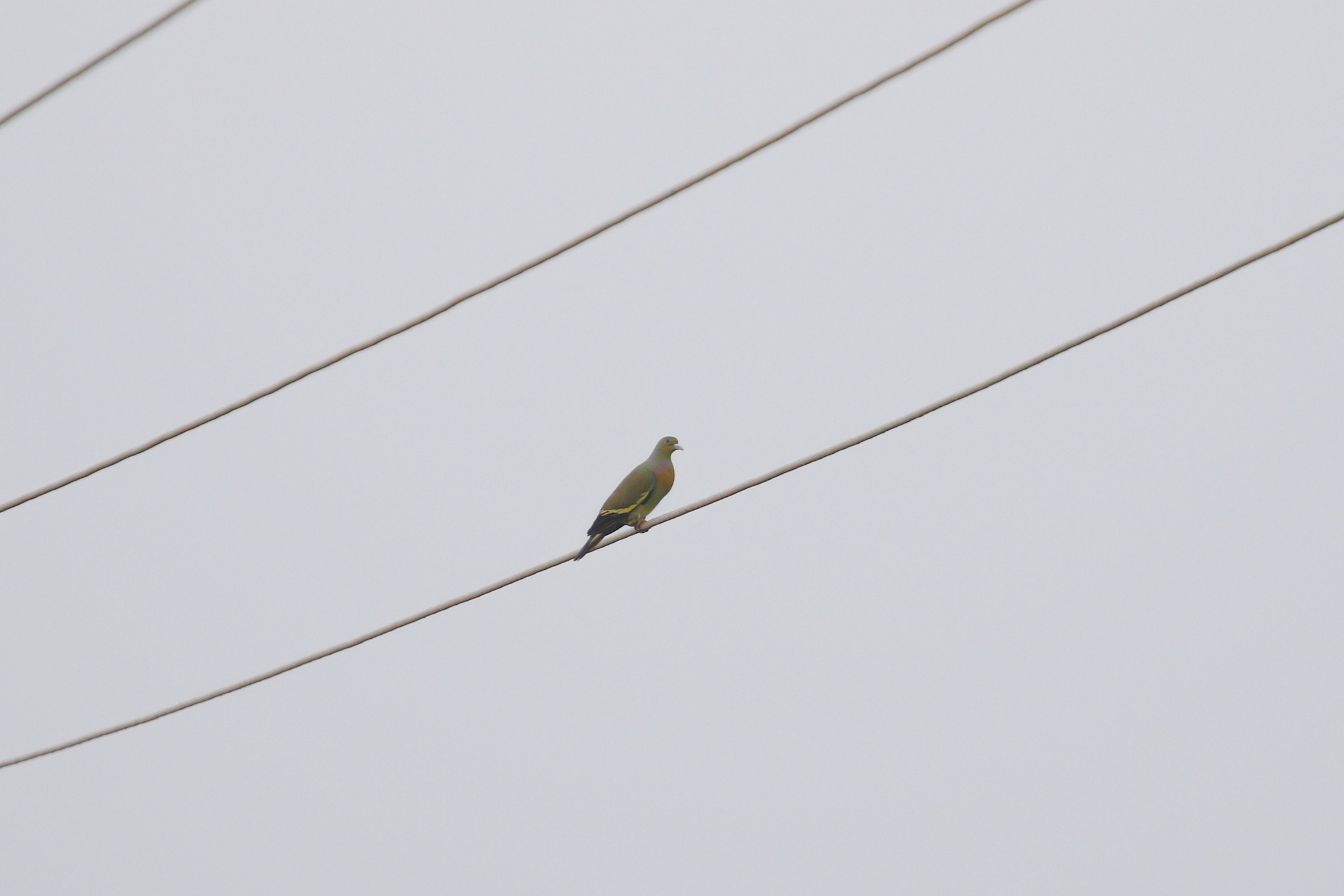 Orange-breasted Green Pigeon (Treron bicinctus), photo 1