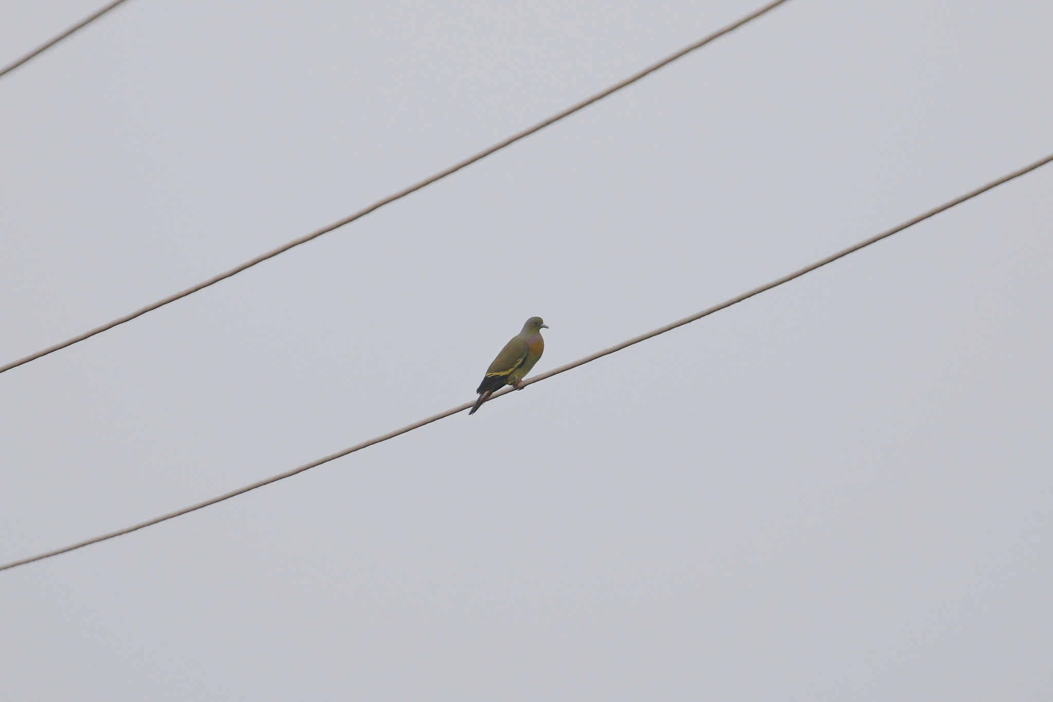 Orange-breasted Green Pigeon (Treron bicinctus), photo 2