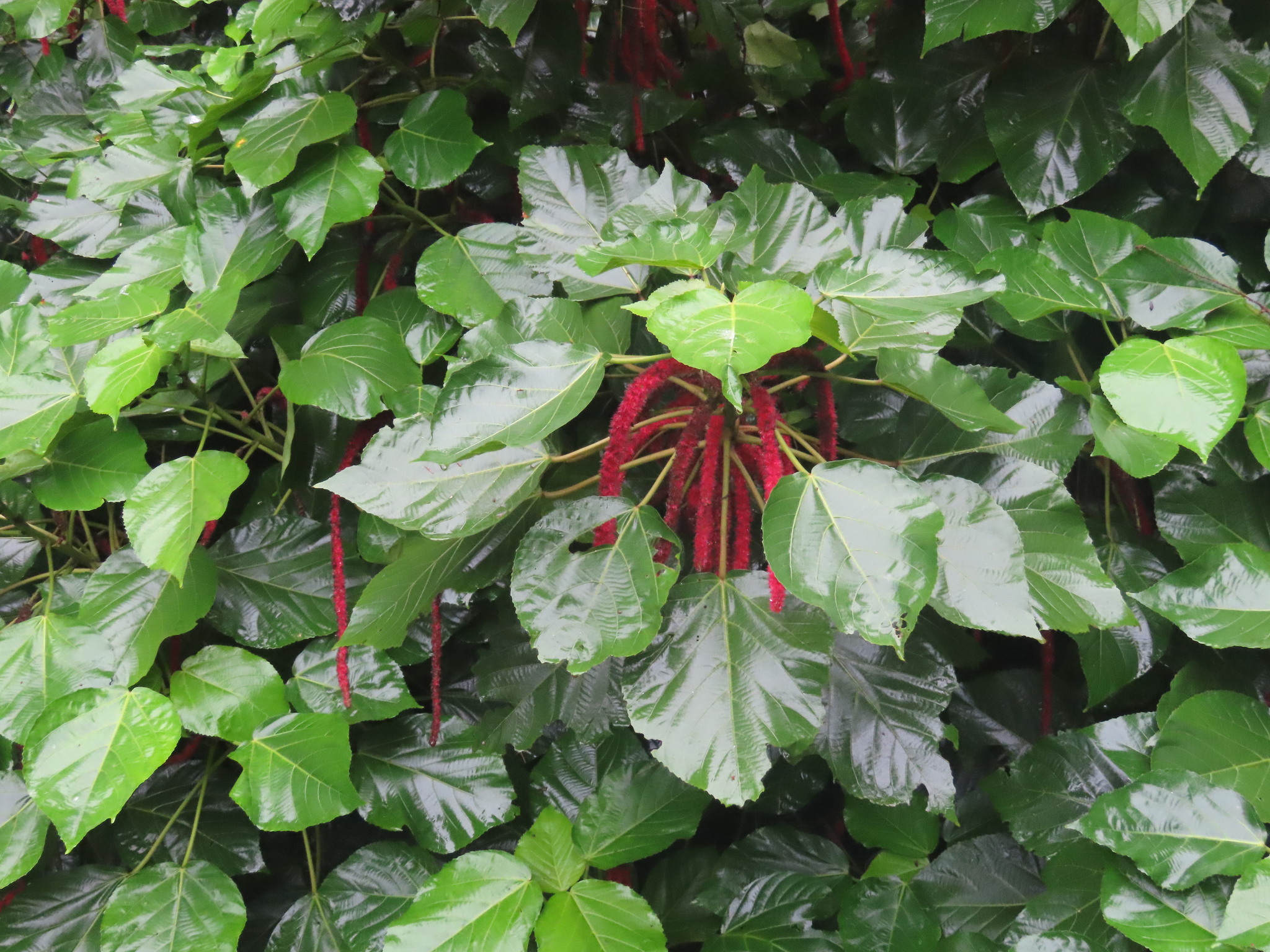 Red-Hot Cat's Tail (Acalypha hispida)
