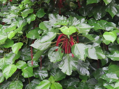 Kupferkraut (Acalypha hispida)