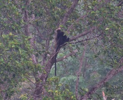 Semnopithecus johnii