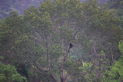 Semnopithecus johnii
