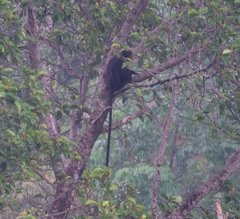 Semnopithecus johnii