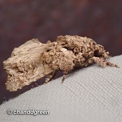 Callopistria guttulalis